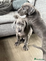 Great Dane dogs Great Dane puppies looking for forever homes - Advert 9