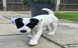 Patterjack dogs for sale:  🐾 Patterdale x Jack Russell Puppies 🐾 - Image 7