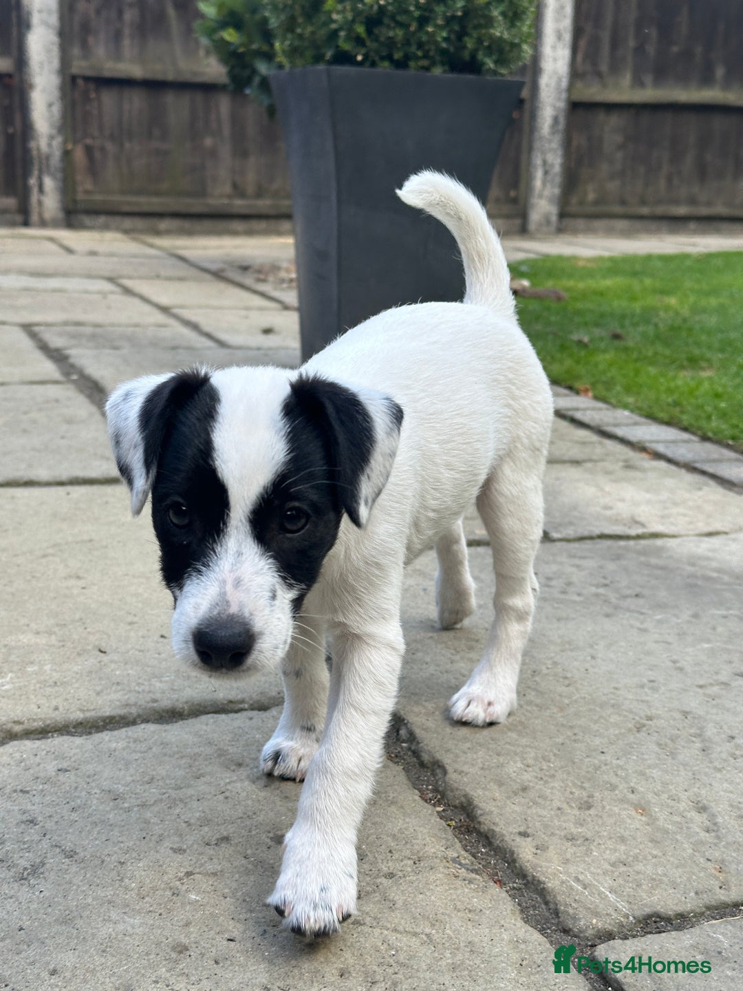Patterjack dogs for sale:  🐾 Patterdale x Jack Russell Puppies 🐾 - Image 7