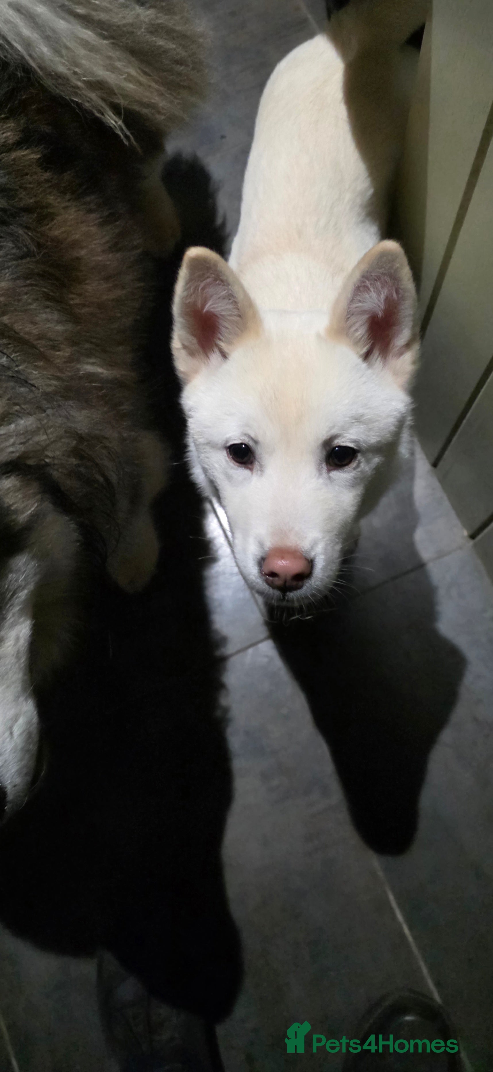 Mixed Breed dogs adorable male Chowski pup for sale - Advert 15