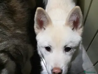 Mixed Breed dogs adorable male Chowski pup for sale - Advert 15