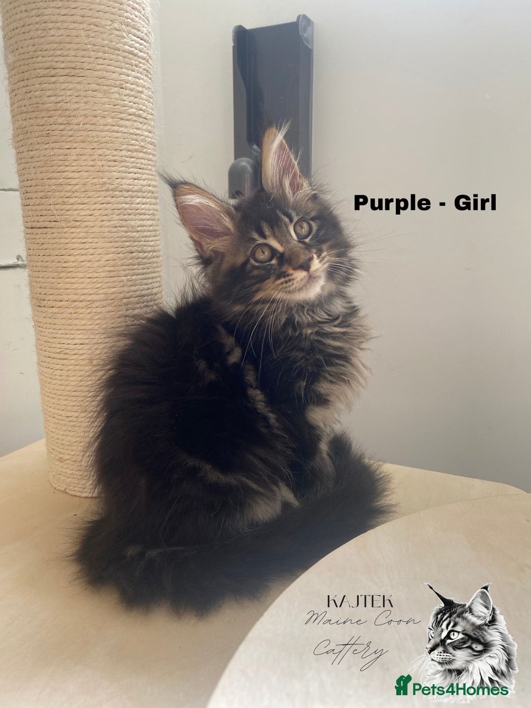 Maine Coon cats for sale: Xxl Maine coons  - Image 4