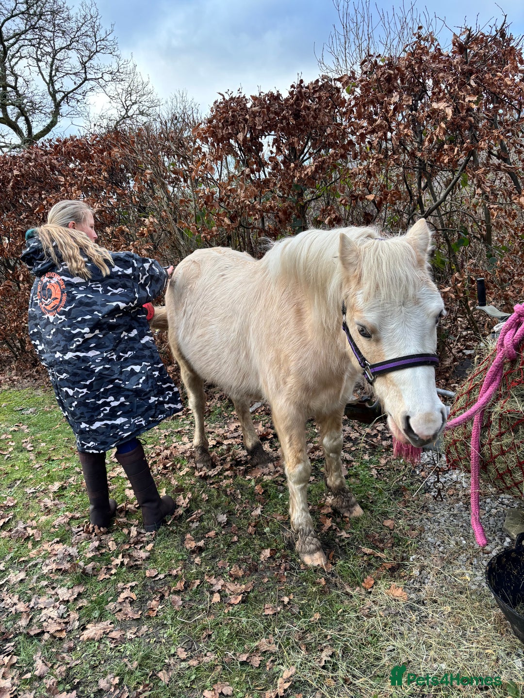 Welsh Section A horses for sale: ⭐️ Lovely Child's Pony for Sale⭐️ - Advert 3