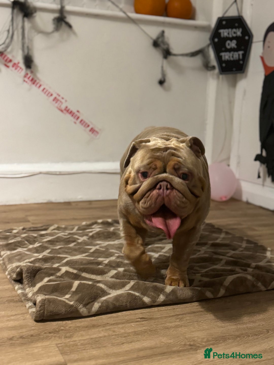 English Bulldog dogs for stud: English Bulldog (Stud) - Advert 6