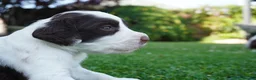English Springer Spaniel dogs for sale: Beautiful Springer Spaniel Puppies For Sale  - Advert 14
