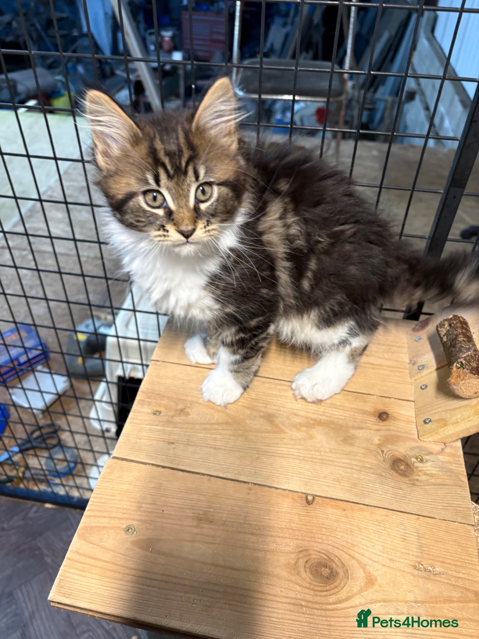 Maine Coon cats Stunning kittens  - Advert 1