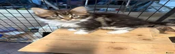 Maine Coon cats for sale: Stunning kittens  - Advert 1