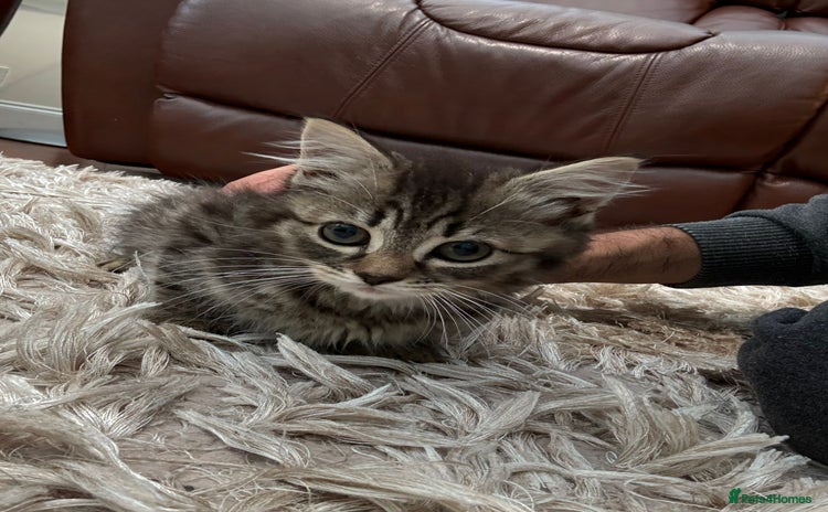 American Shorthair cats - Advert 1
