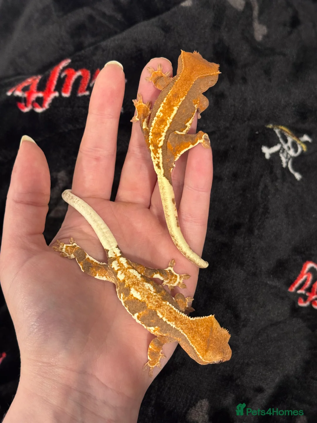 Gecko reptiles for sale: Crested Gecko (still available) - Advert 2