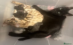 British Shorthair cats for sale: **REDUCED** kittens British Short-haired x - Image 9