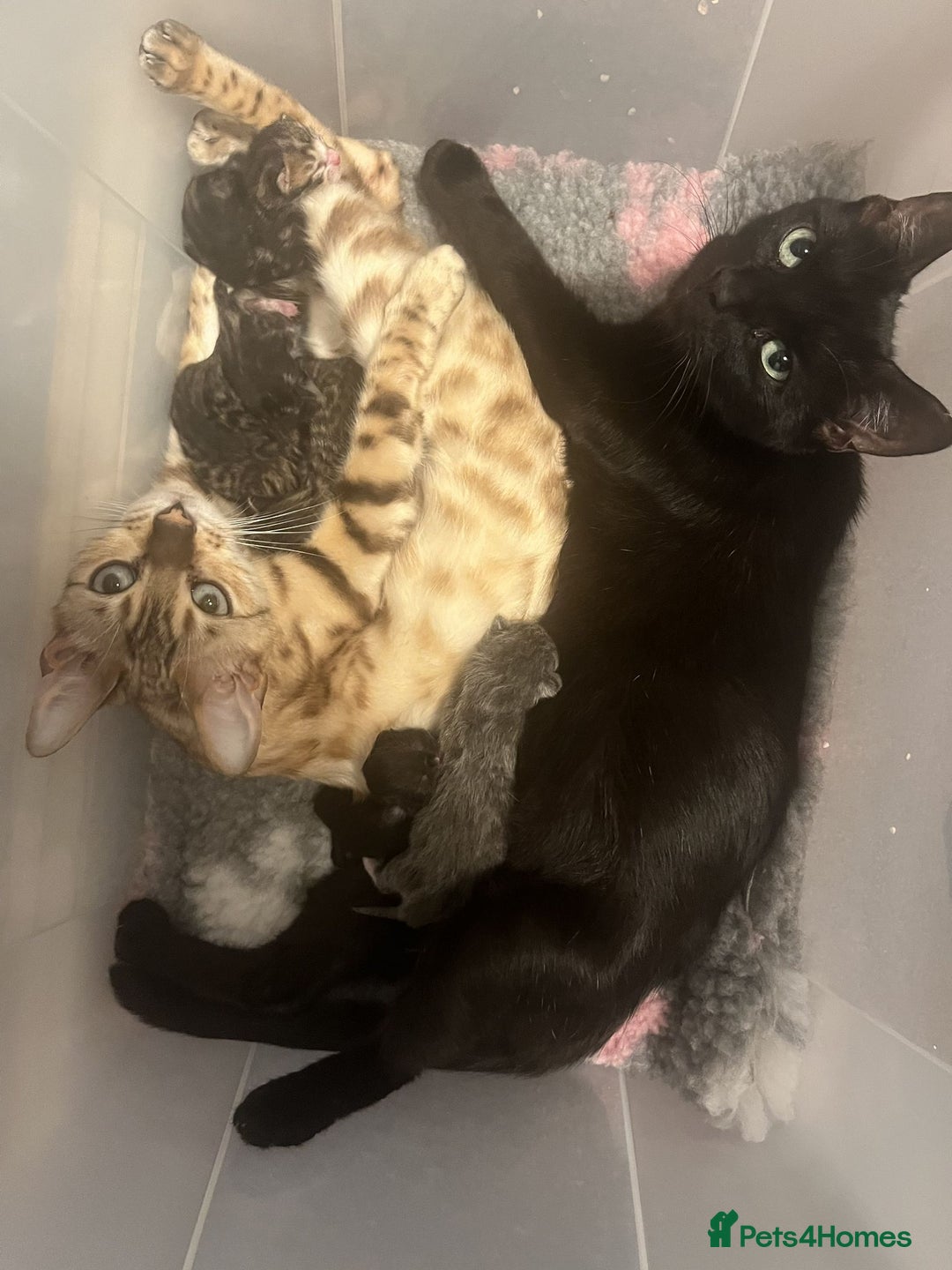 British Shorthair cats for sale: **REDUCED** kittens British Short-haired x - Image 9