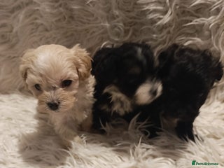 Maltipoo dogs Teacup Maltipoo Puppies – Cuteness Overload! ✨ - Advert 1