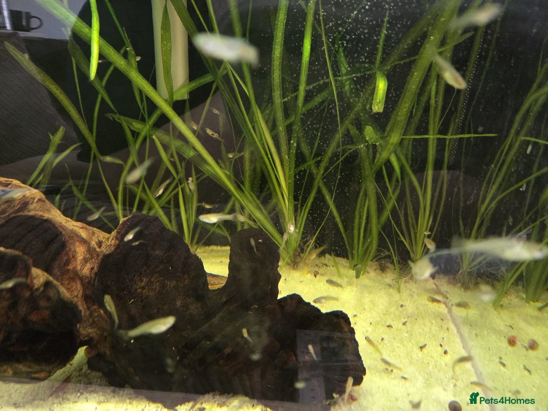 Live Bearers fish for sale: Guppys  - Image 2