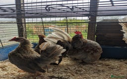 Chickens poultry for sale: Tiny Seramas Bantams,Adults & Youngsters. - Image 17