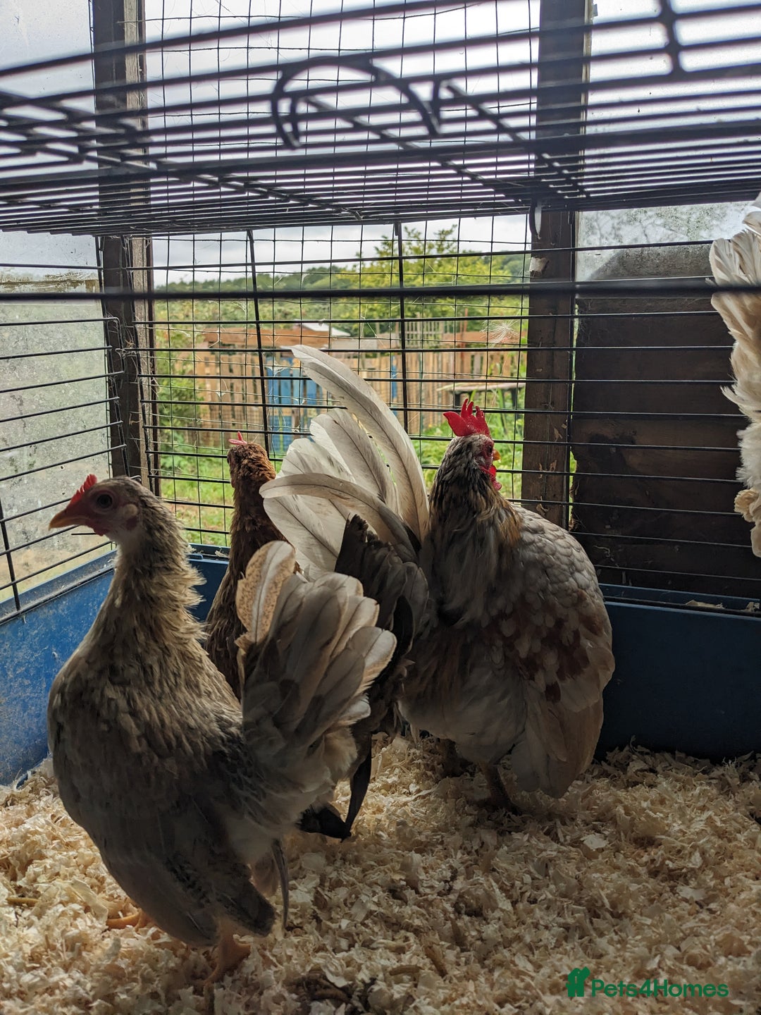Chickens poultry for sale: Tiny Seramas Bantams,Adults & Youngsters. - Image 17