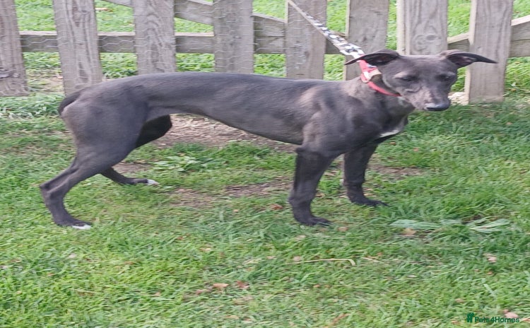 Whippet dogs - Advert 2