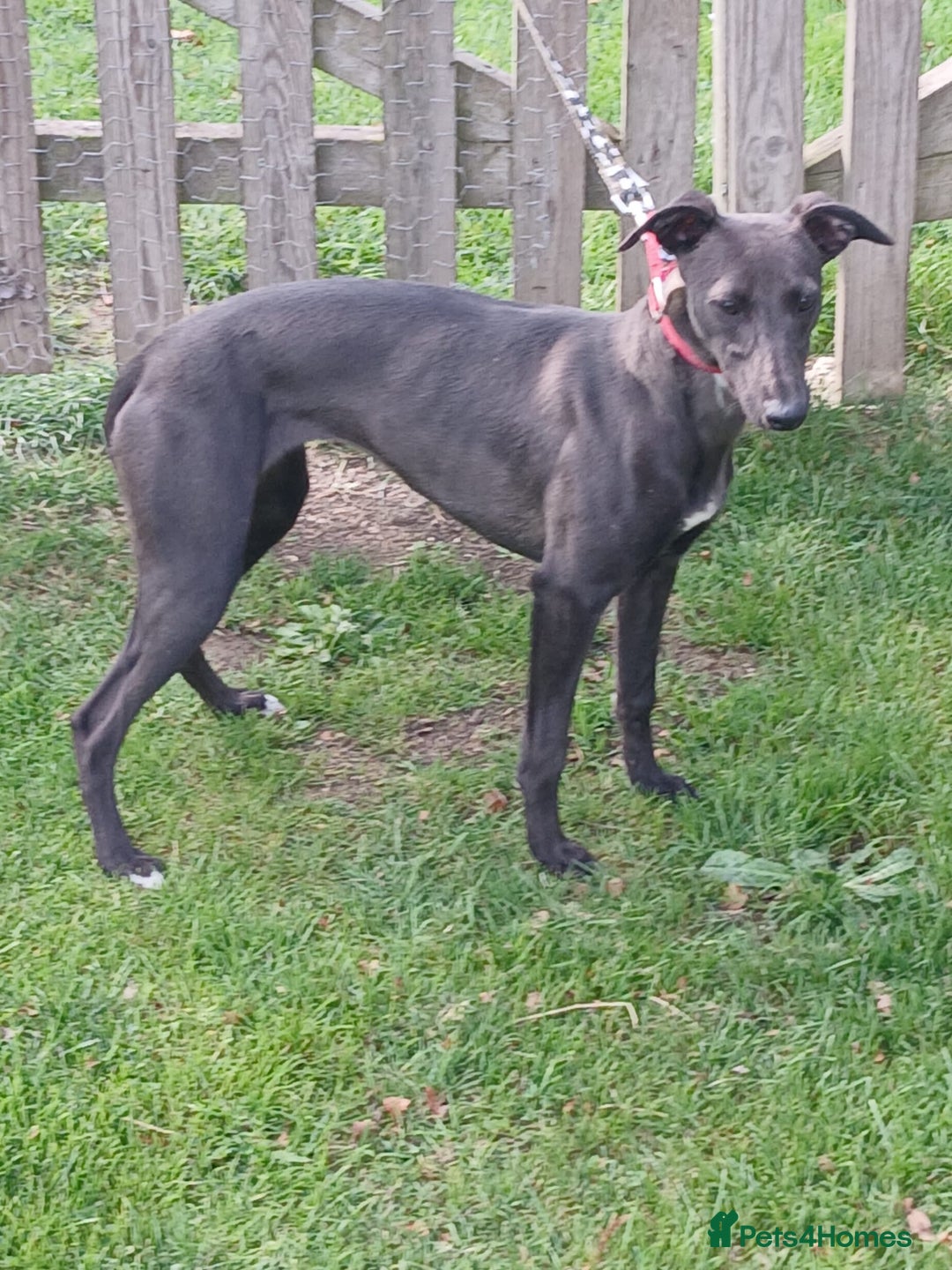 Whippet dogs for sale: Whippet bitch 8 months old  - Image 1