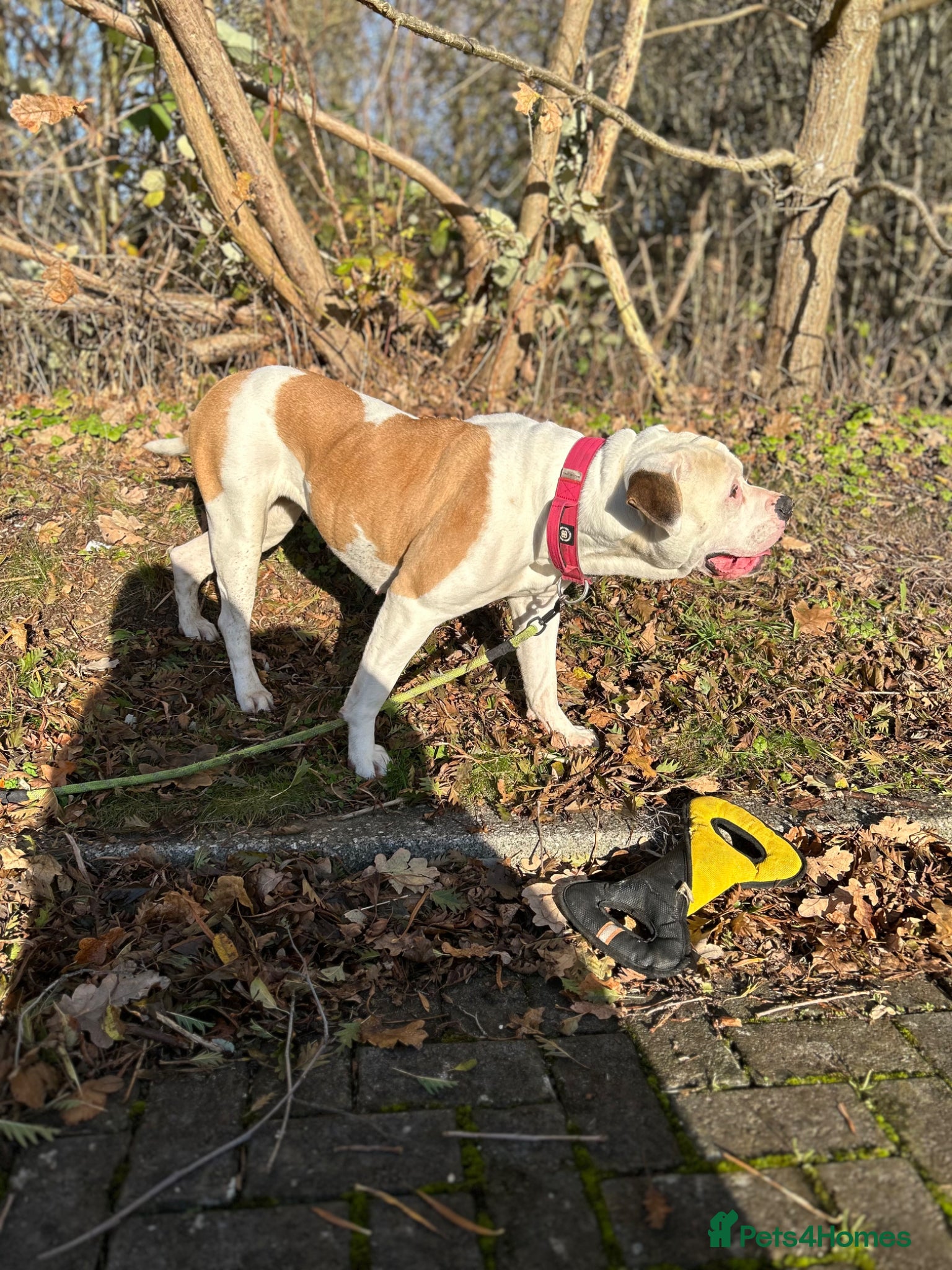 American Bulldog dogs for sale: American bulldog Scott type female 3 years old - Advert 6