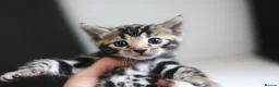 Bengal cats for sale: Unique Line Bengals Expected  - Advert 9