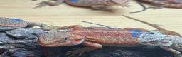 Bearded Dragon reptiles for sale: Stunning baby bearded dragons - Advert 3