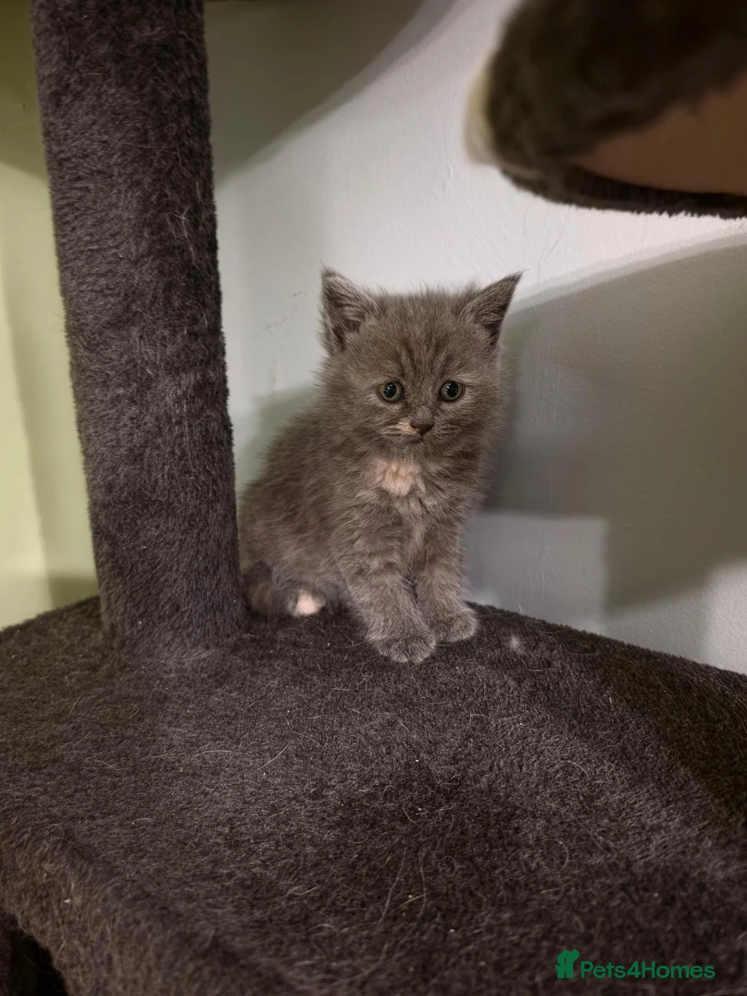 Mixed Breed cats for sale: ✨️Persian x Tuxedo✨️ Looking for Lovely Home  - Advert 2