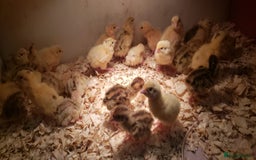 Quail poultry for sale: Cortinex Quail egg laying type pieds - Image 1