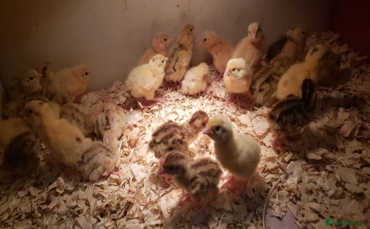 Quail poultry - Advert 1