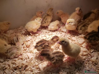 Quail poultry - Advert 20