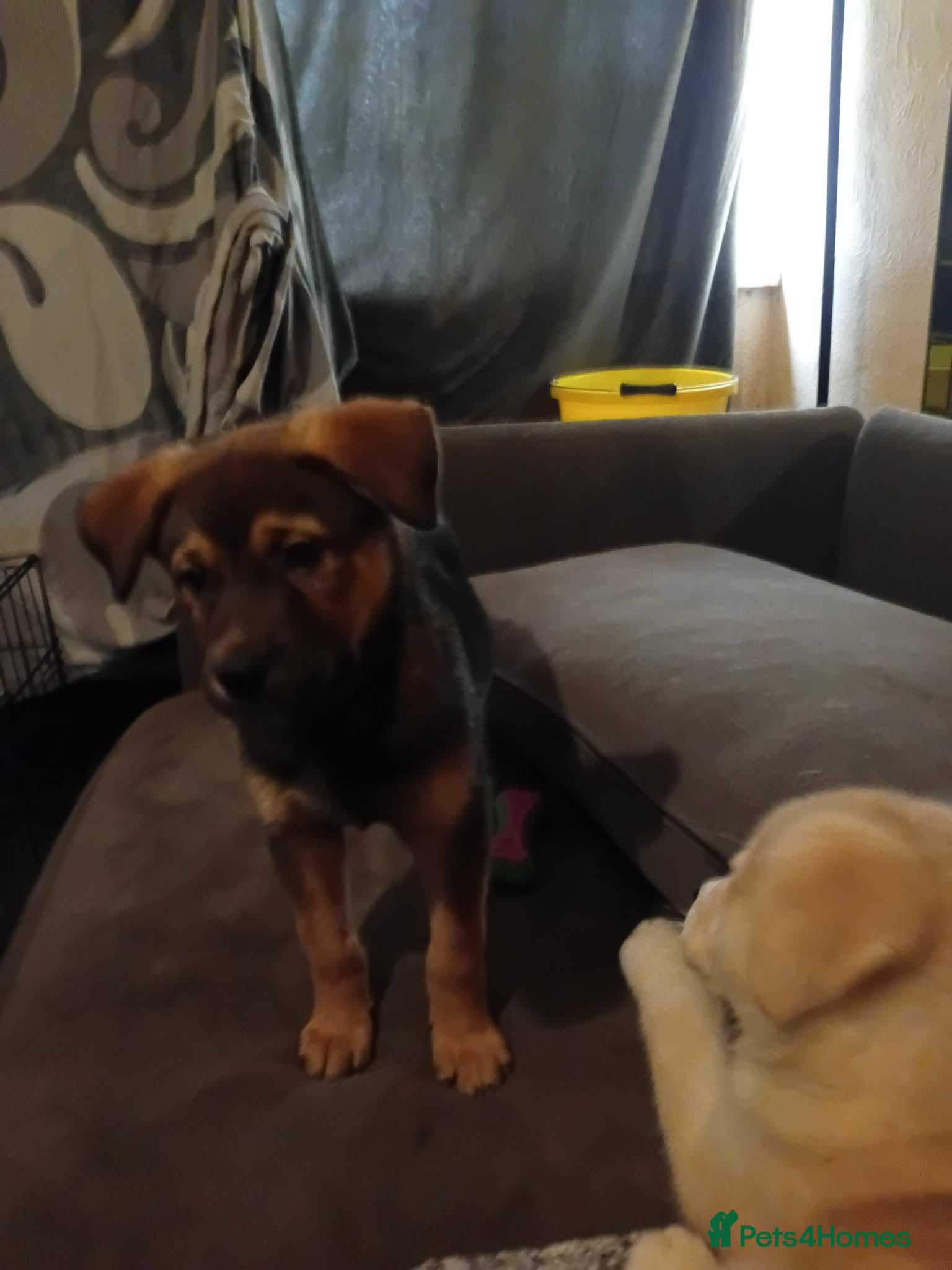 Mixed Breed dogs Rottweiler x Akita  - Advert 1