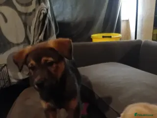 Mixed Breed dogs Rottweiler x Akita - Advert 7