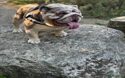 English Bulldog dogs for stud: Grizzly ready to stud  - Image 10