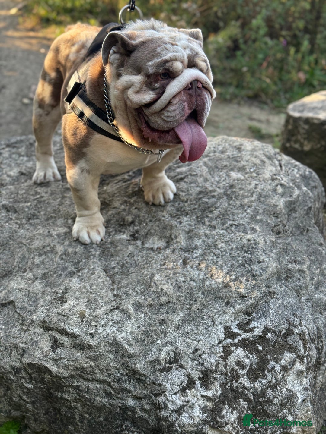 English Bulldog dogs for stud: Grizzly ready to stud  - Image 10
