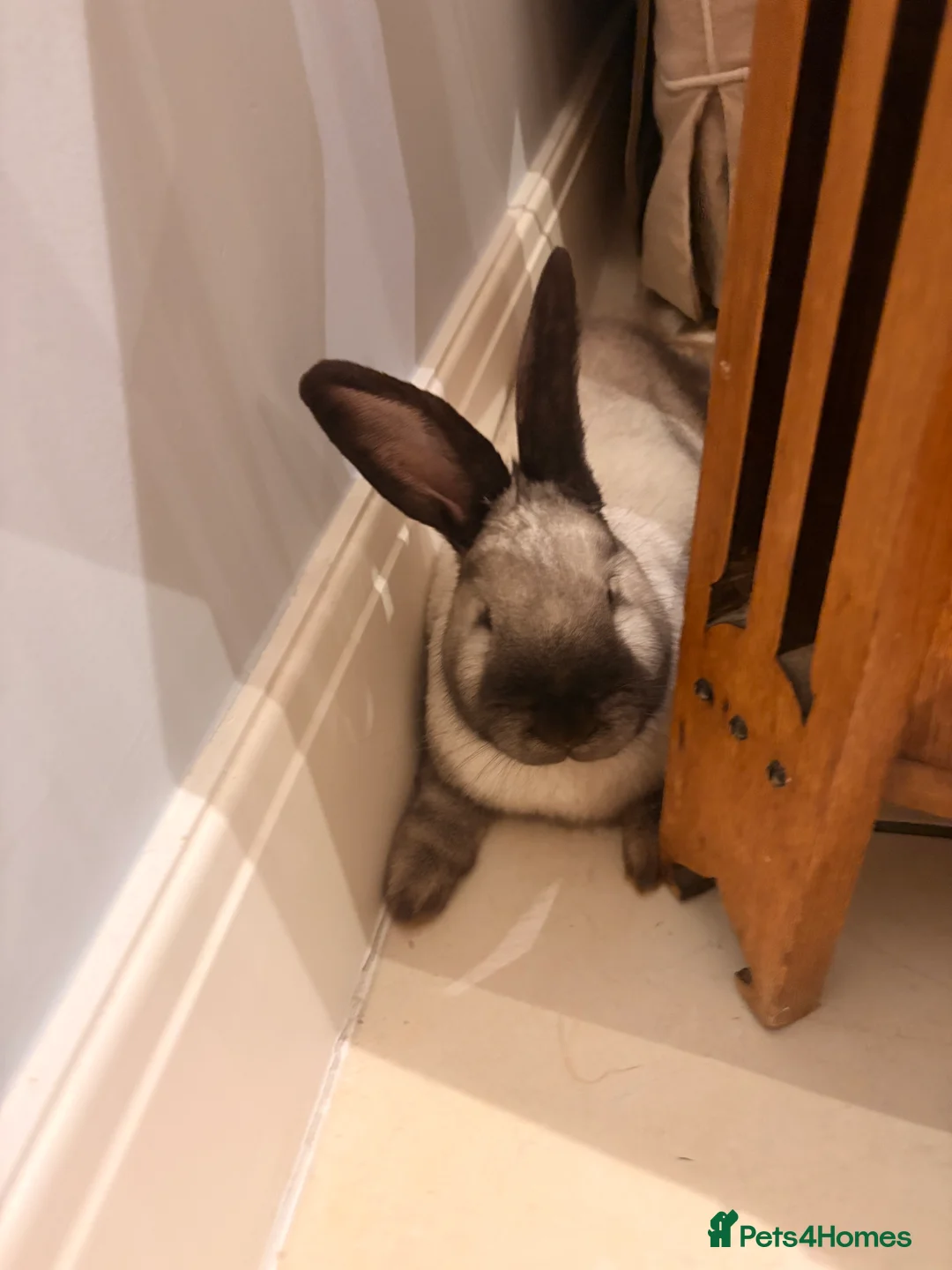 Sallander rabbits for sale: Handsome Sallander male rabbit  - Advert 3