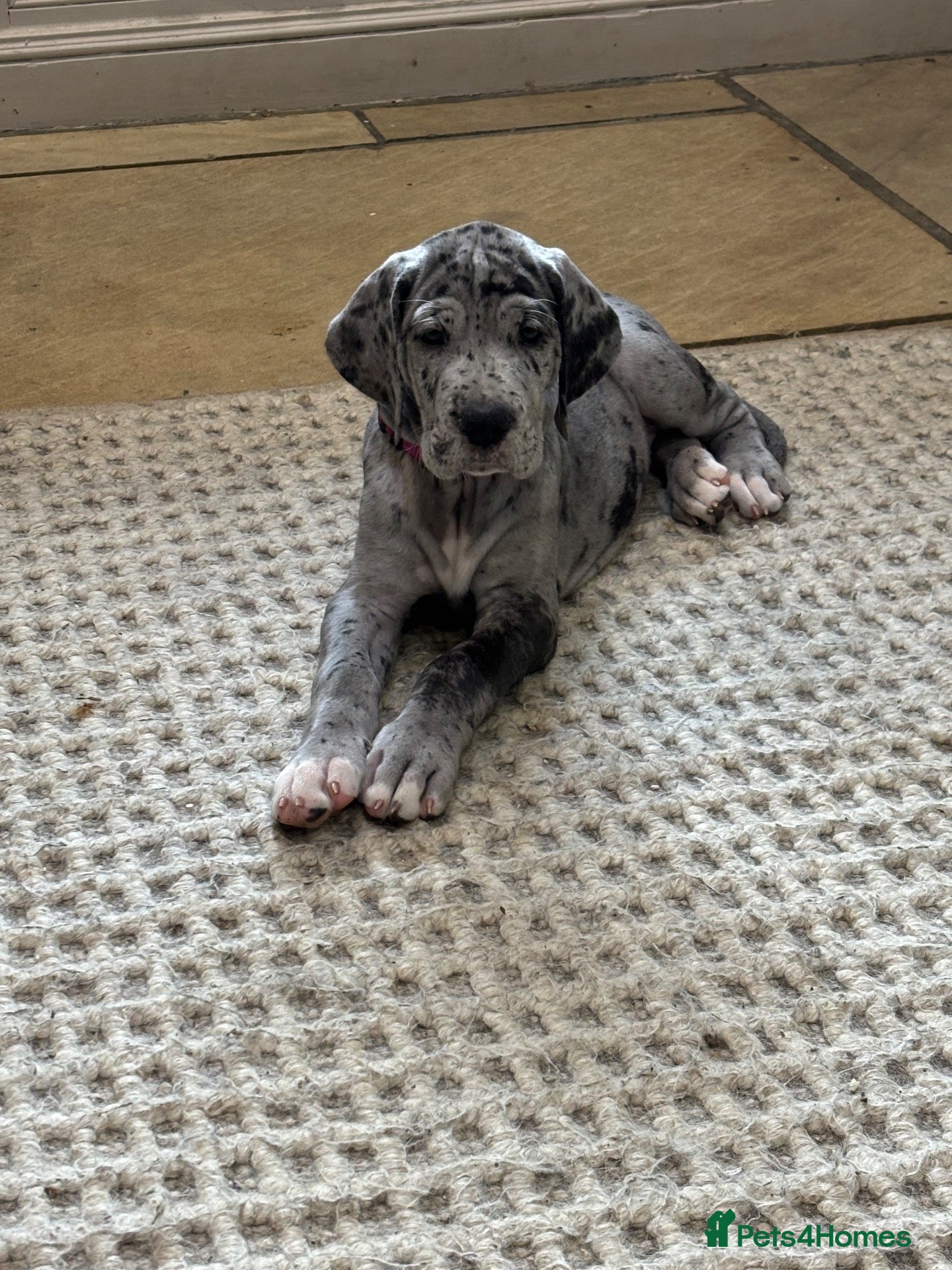 Great Dane dogs Great Dane puppies for sale  - Advert 1