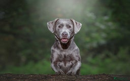 Labrador Retriever dogs for sale: Highest Health Tested Silver Puppies  - Image 5
