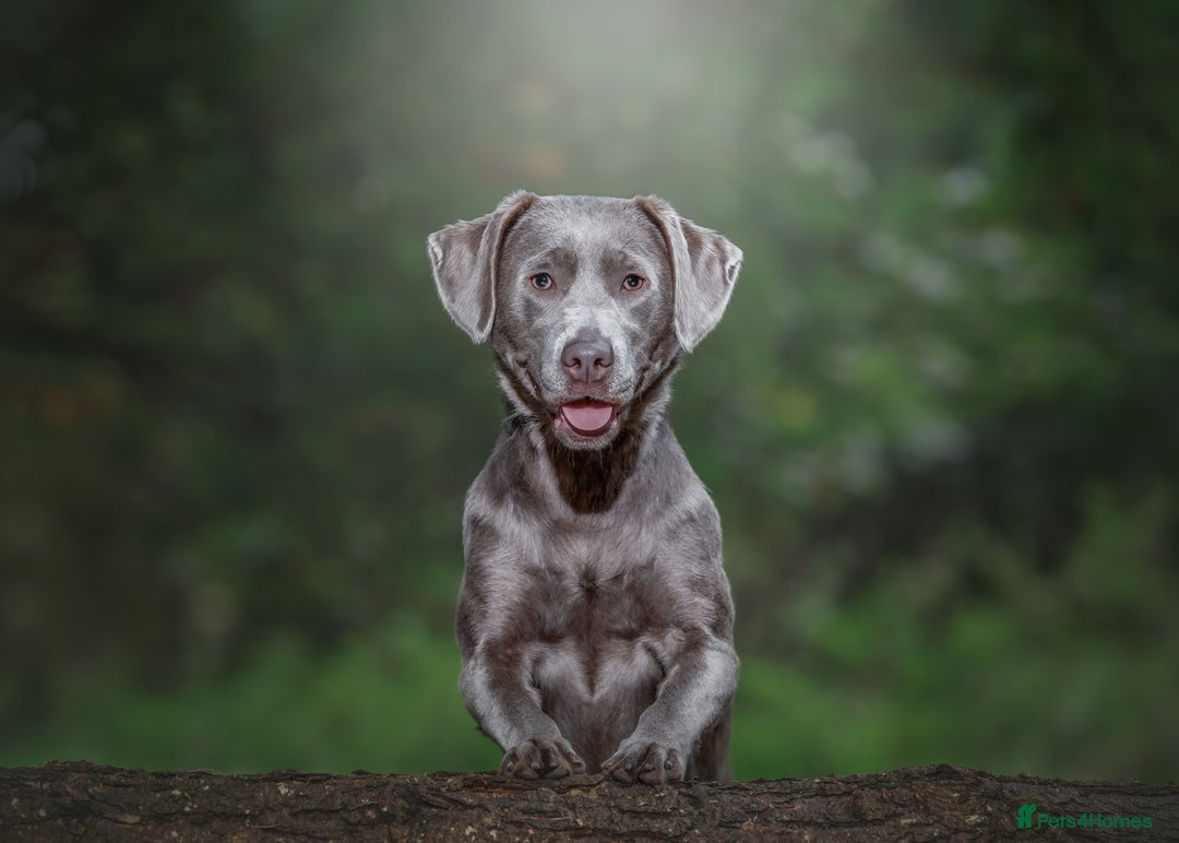 Labrador Retriever dogs for sale: Highest Health Tested Silver Puppies  - Image 5