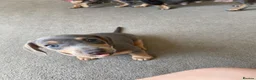 Dachshund dogs for sale: Beautiful miniature dachshund puppy’s  in Newport - Advert 12