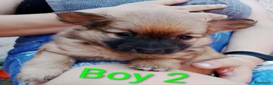 Pomeranian 2