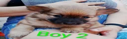 Pomeranian dogs for sale: 1 girl and 2boys - Advert 14