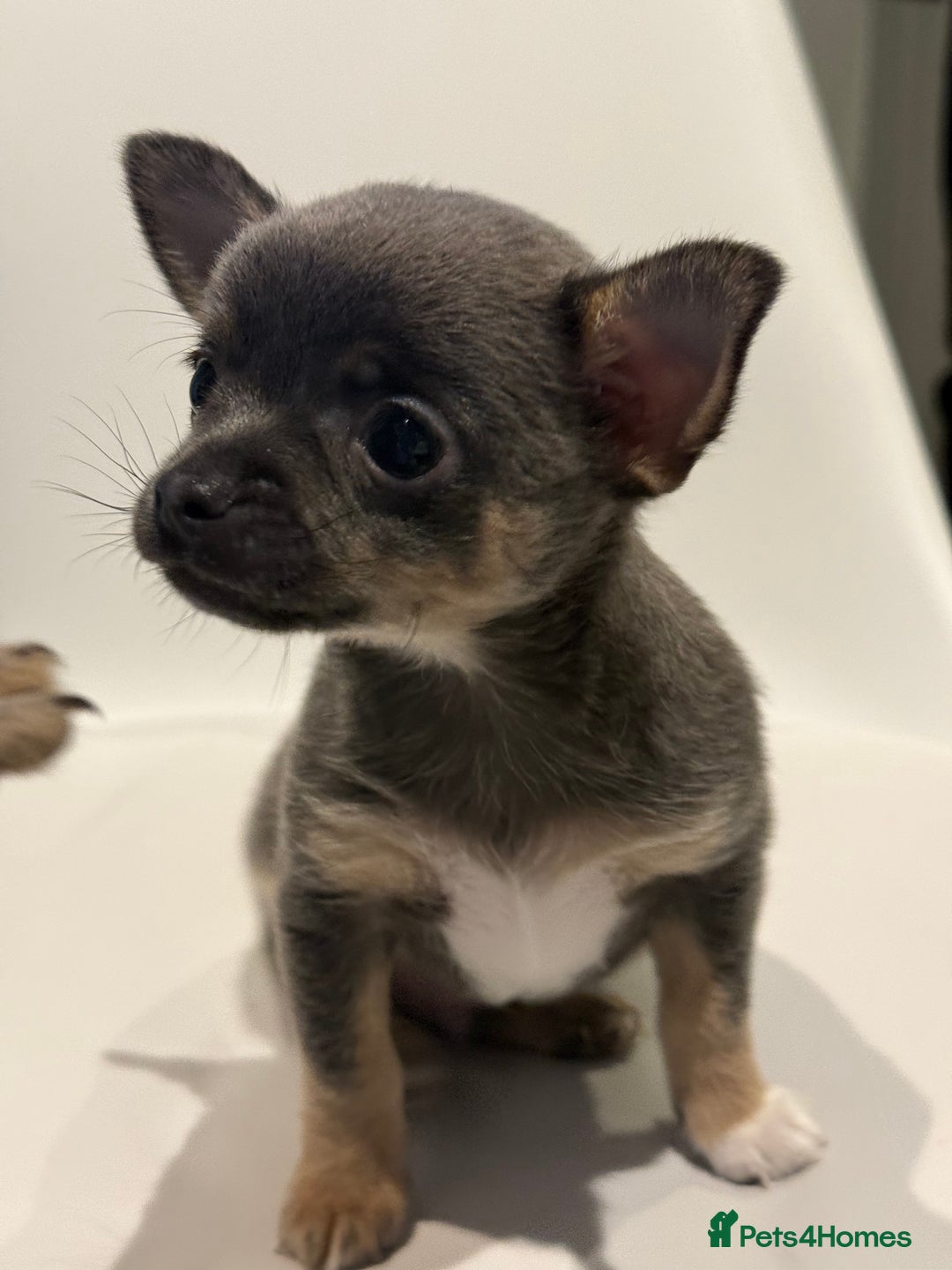 Chihuahua dogs for sale: Lilac Chihuahua (small) - Image 16