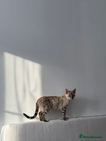 Bengal cats PURE BRED SNOW LYNX kittens 🐱 - Advert 2