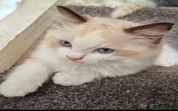 Ragdoll cats for sale: Ragdoll Kittens ready to go  - Image 5