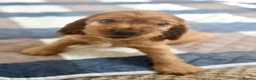 Cocker Spaniel dogs for sale: Red Sable show cocker spaniel male - Advert 13