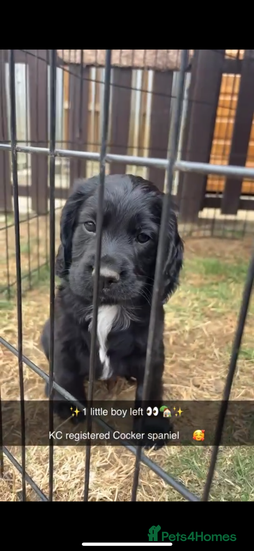 Cocker Spaniel dogs for sale: Cocker spaniel puppies  - Image 1