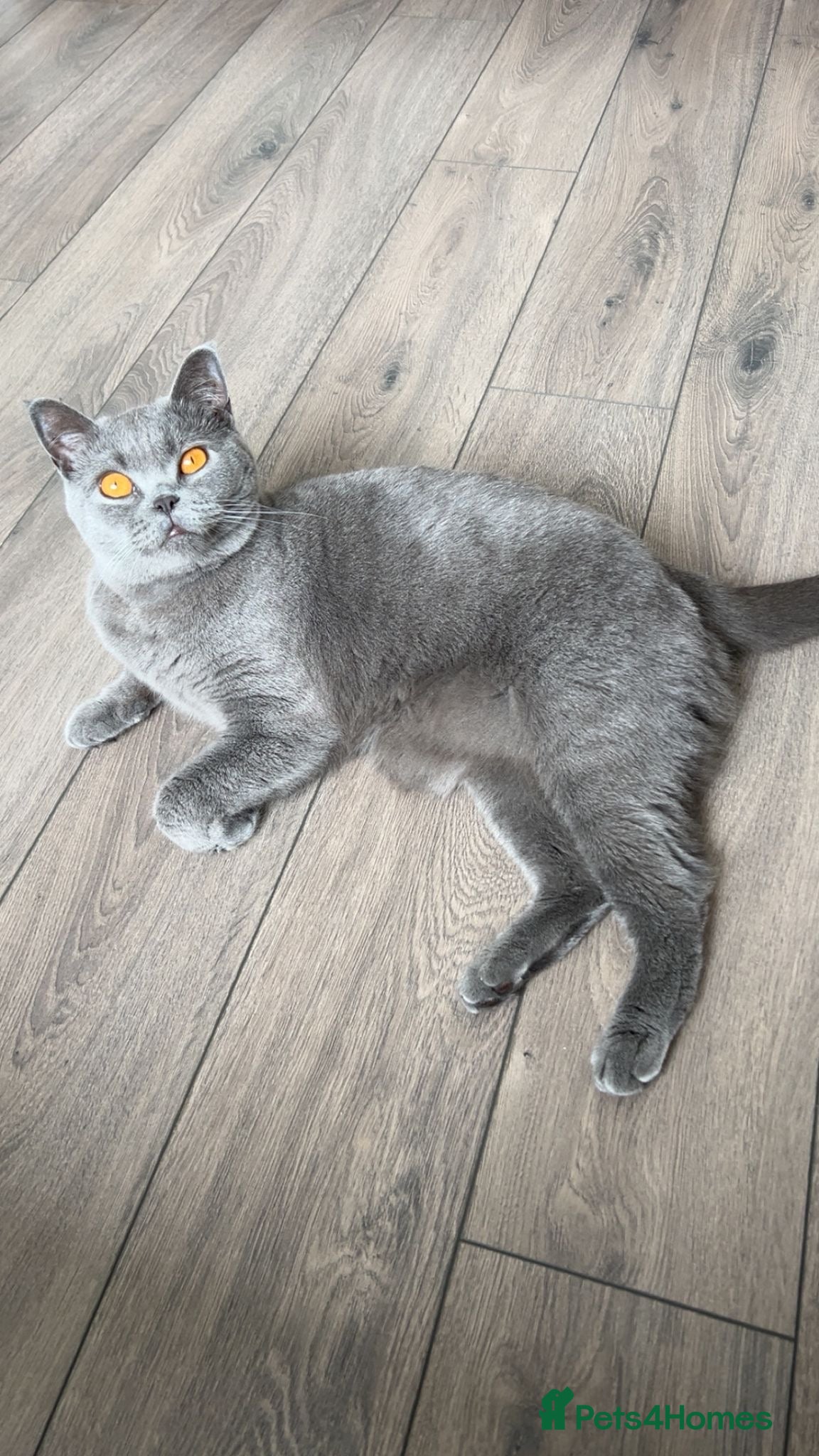 British Shorthair cats British Short Hair  - Advert 2