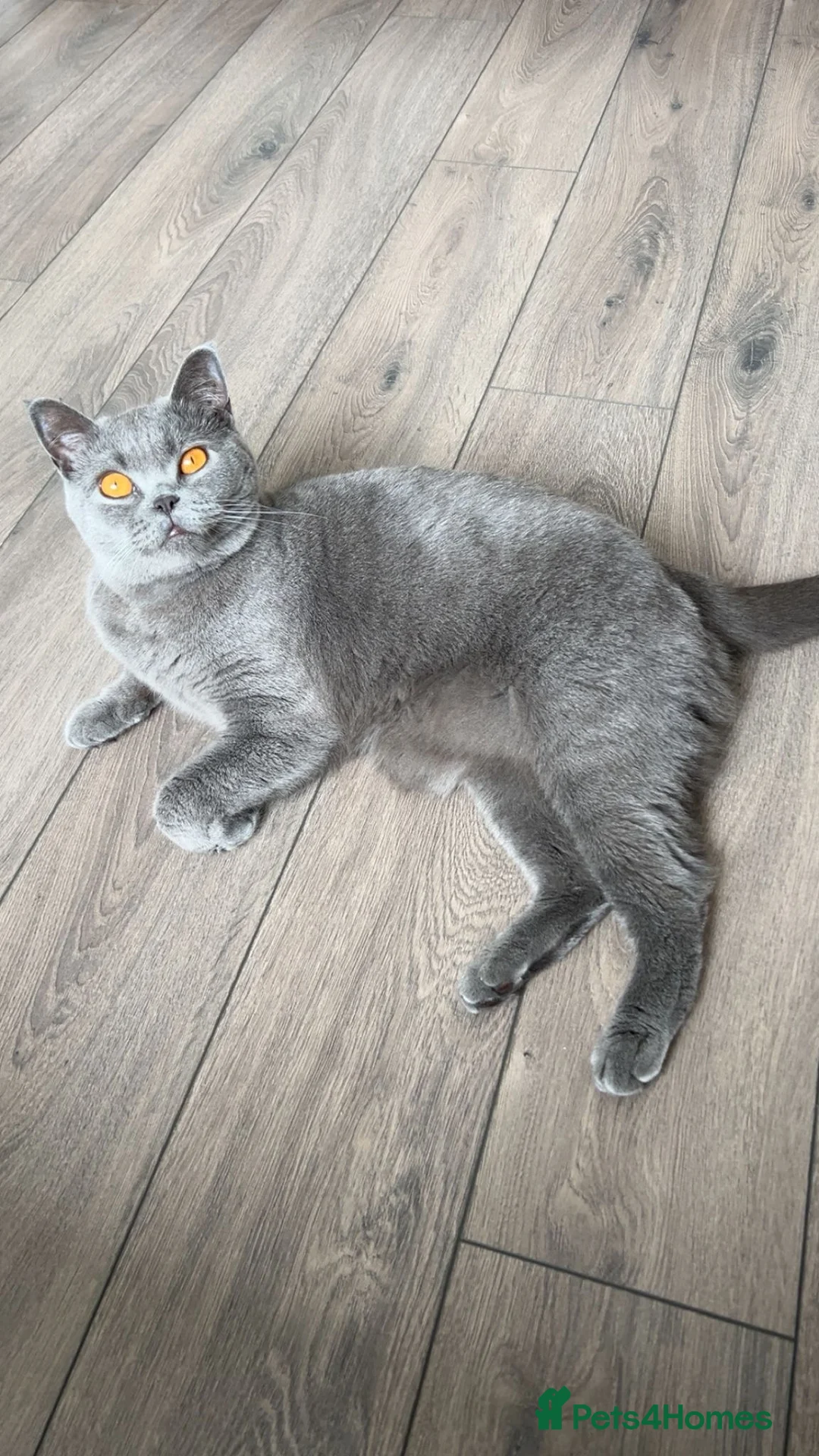 British Shorthair cats for sale: British Short Hair  - Advert 1
