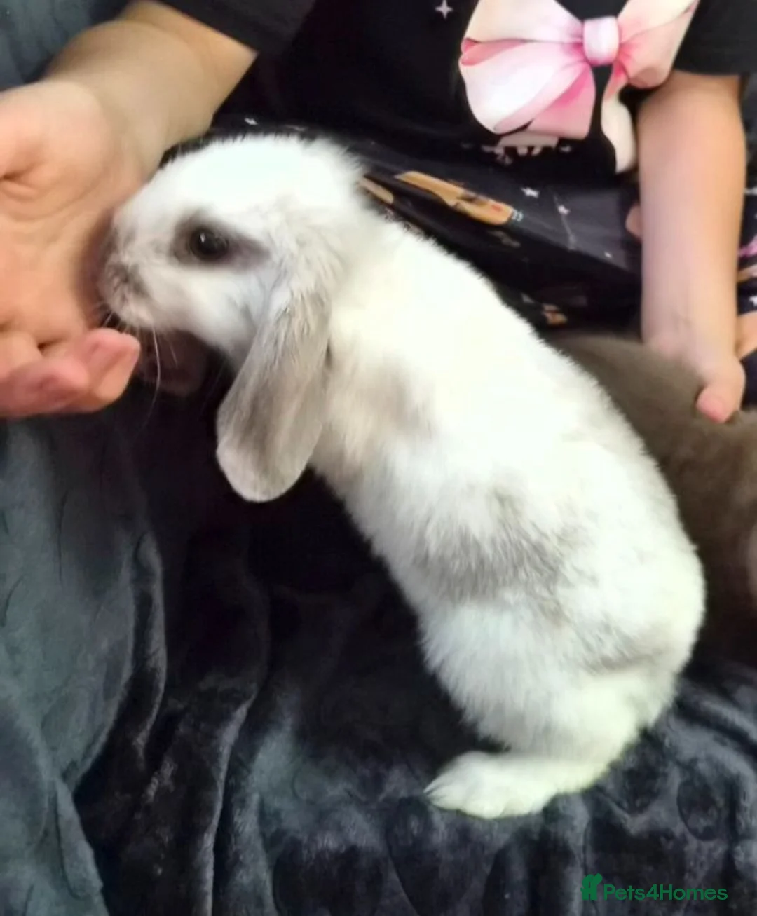 Mini Lop rabbits for sale: Baby mini lop for sale  - Advert 2