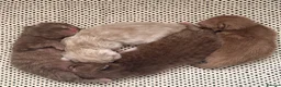 British Shorthair cats for sale: 🐾 GCCF Registered British Shorthair Kittens 🐾 - Advert 7