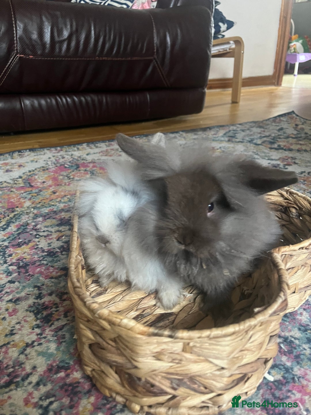 Mini Lion Lop rabbits for sale: One chocolate boy left! - Advert 5