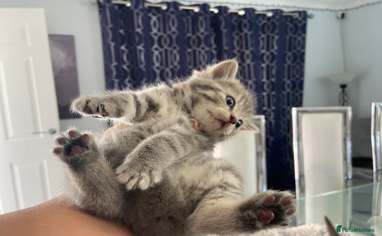 British Shorthair cats - Advert 4